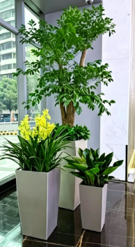 江北绿植租摆营销-慈溪花木租摆用途-北仑绿植租赁价格-镇海花卉租摆消费者